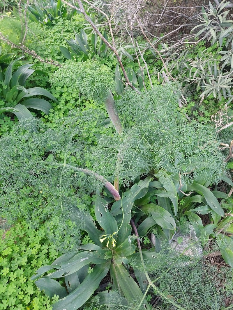 Ferula melitensis photo 4