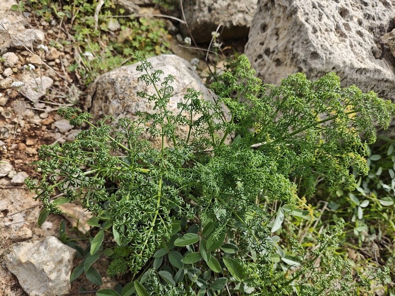 Ferula melitensis photo 5