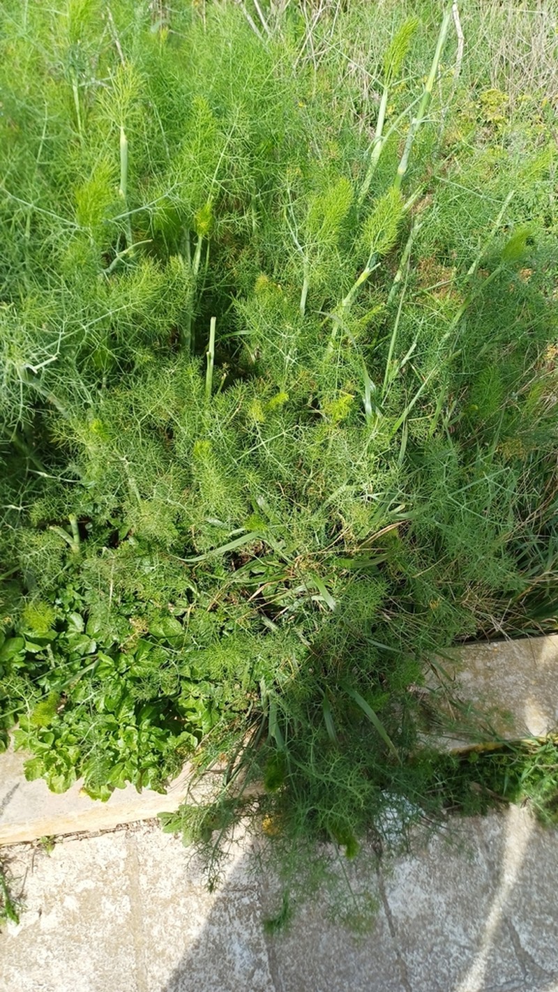 Ferula melitensis photo 6