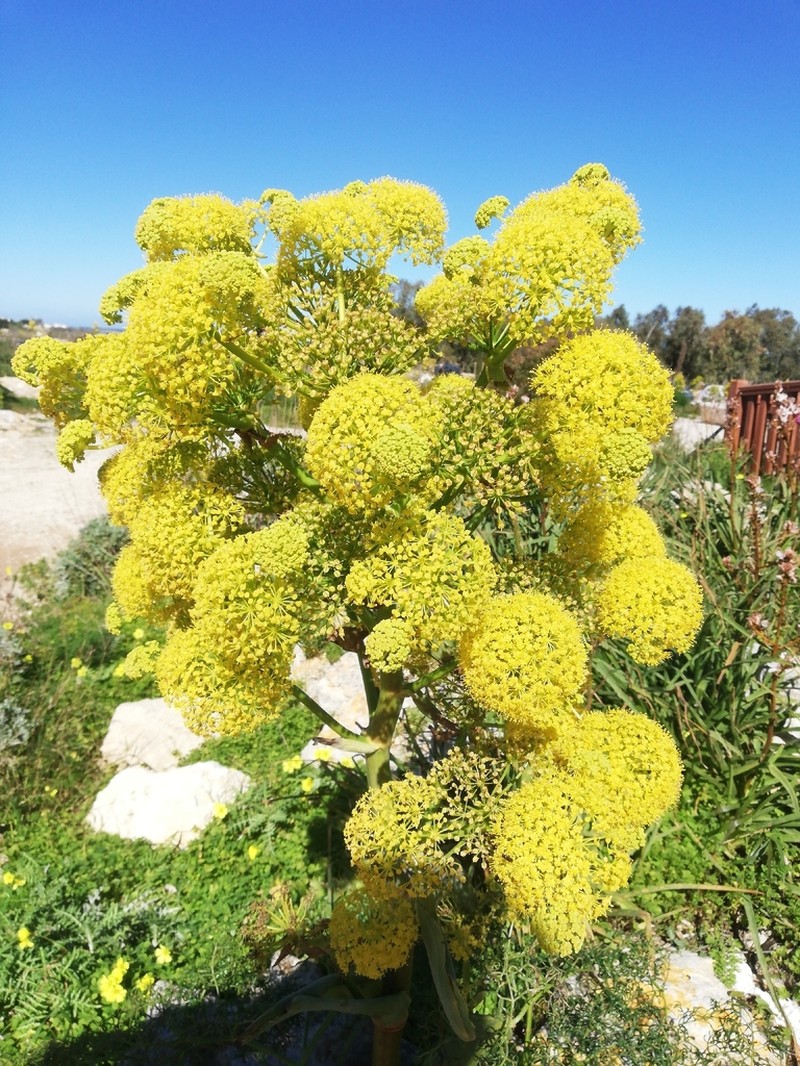 Ferula melitensis photo 7