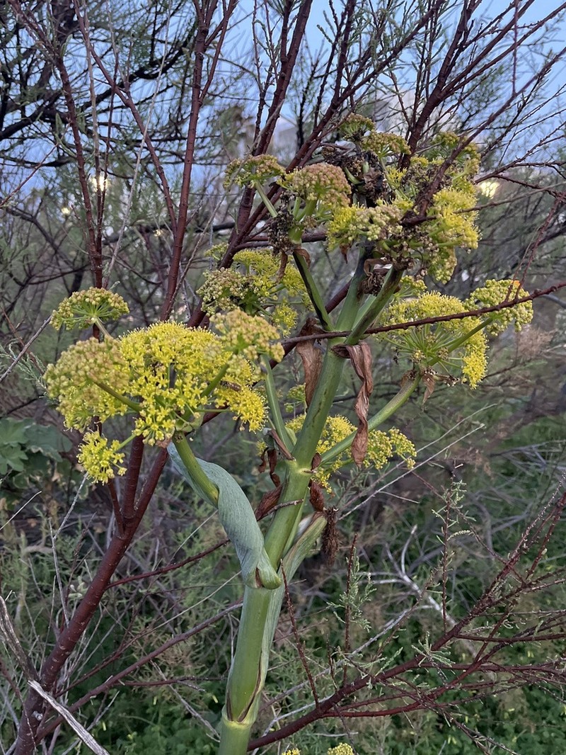Ferula melitensis photo 8