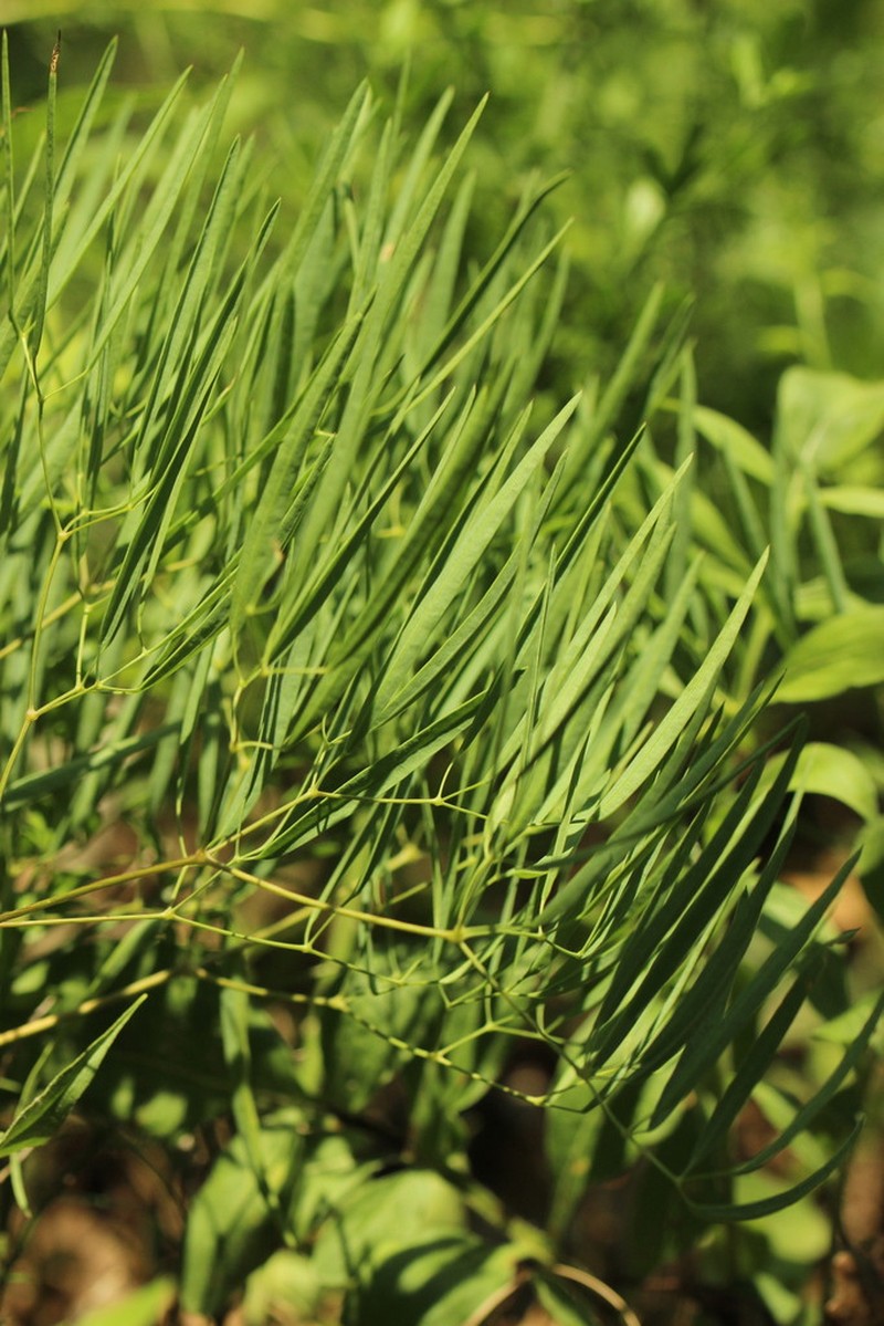 Ferula mikraskythiana