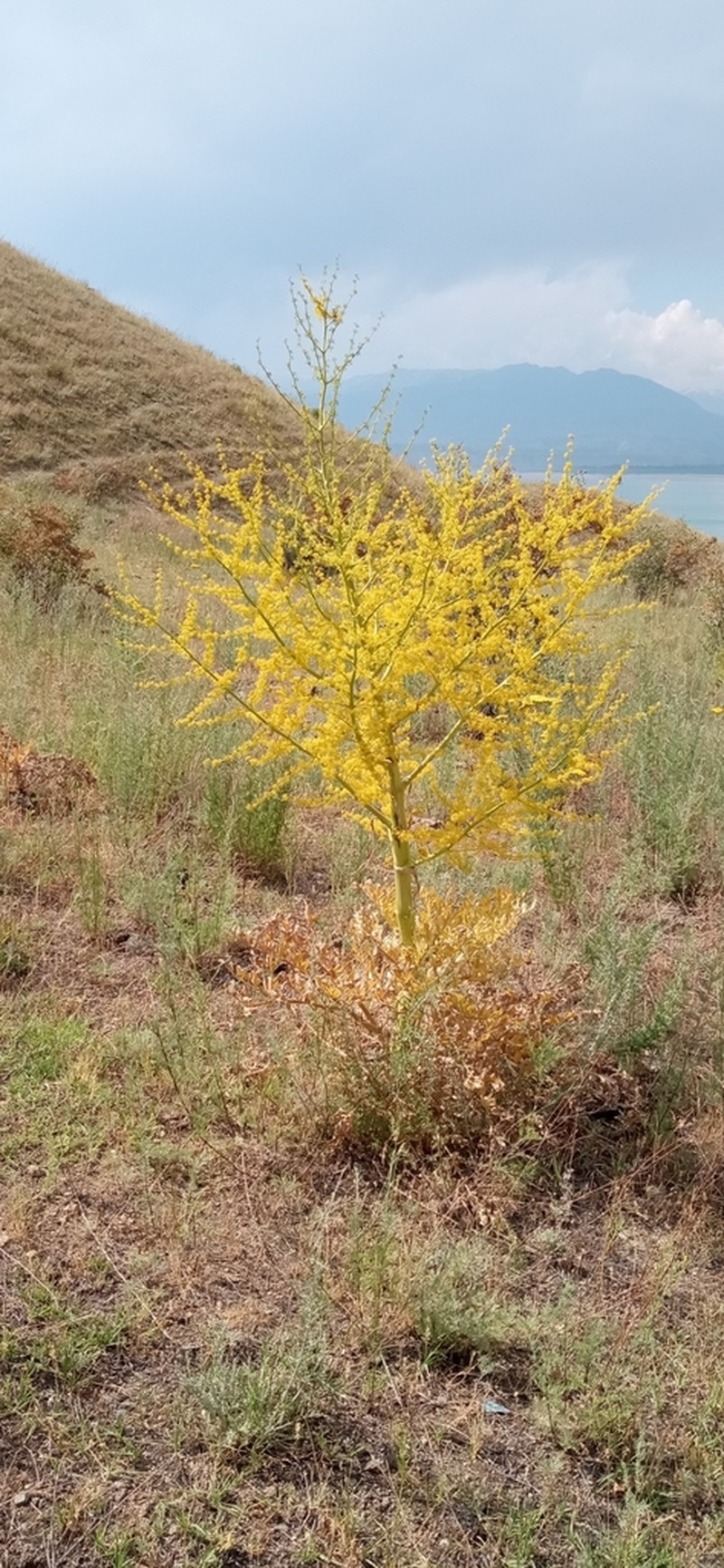 Ferula namanganica