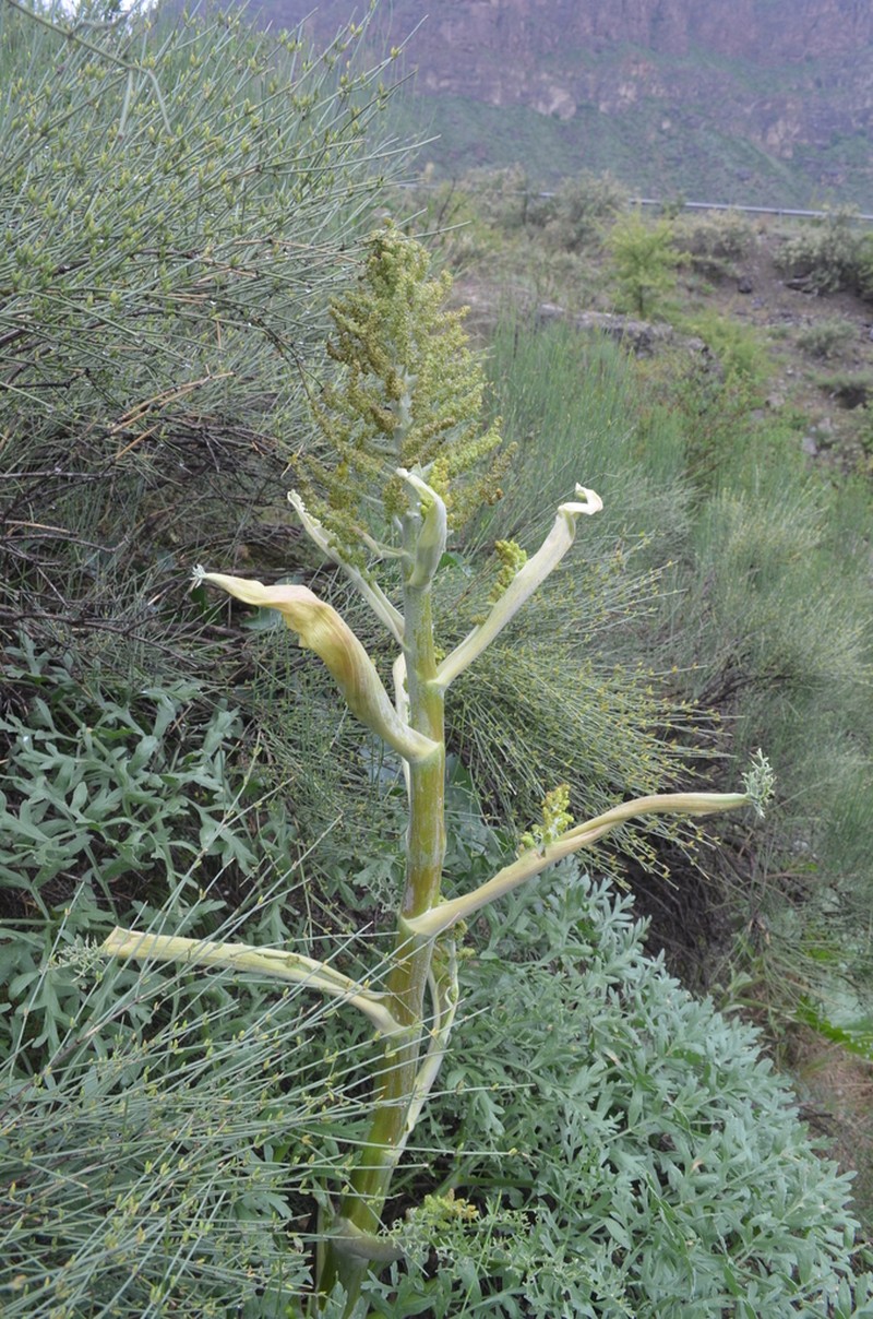 Ferula namanganica photo 2