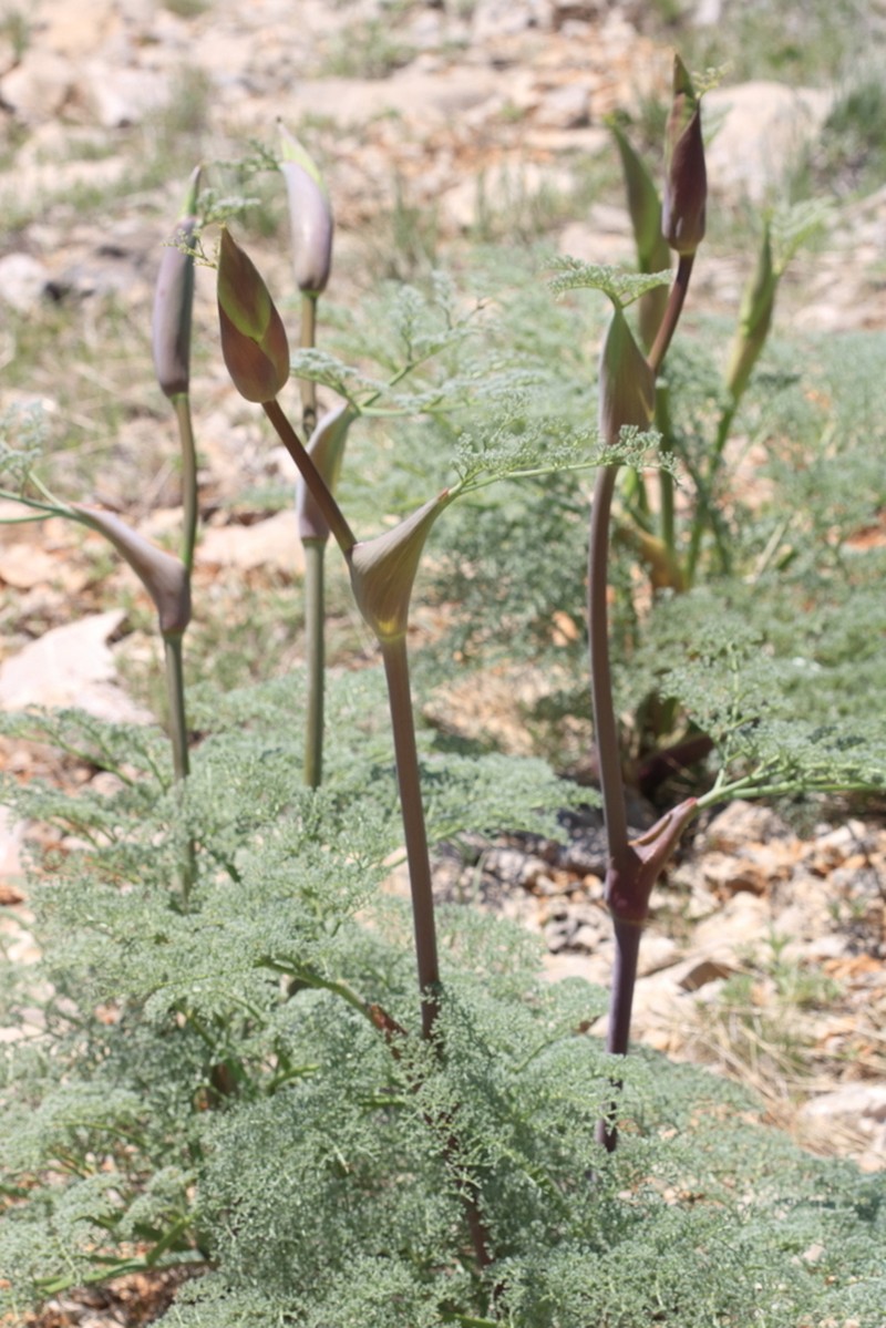 Ferula pisidica