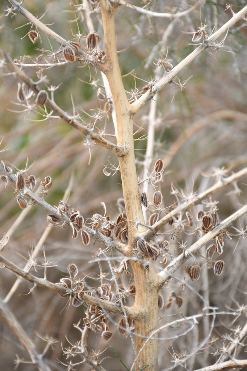 Ferula sabulosa