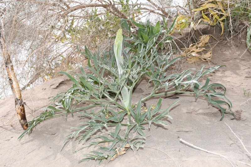 Ferula sabulosa photo 2