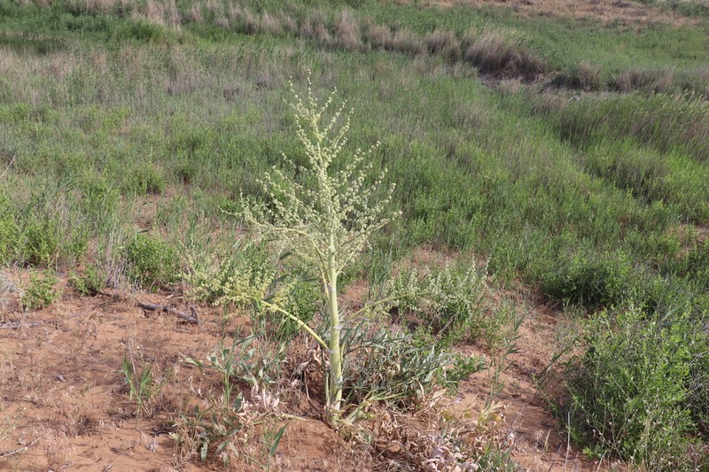 Ferula sabulosa photo 3