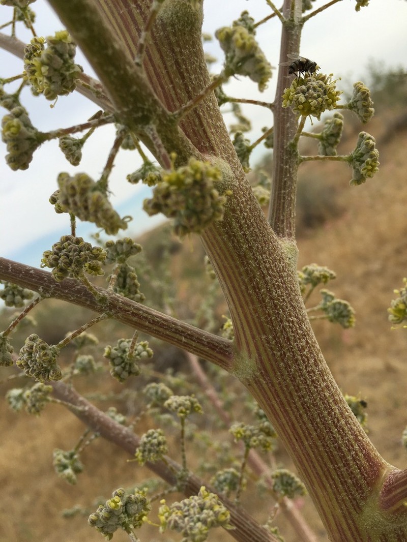Ferula sabulosa photo 4