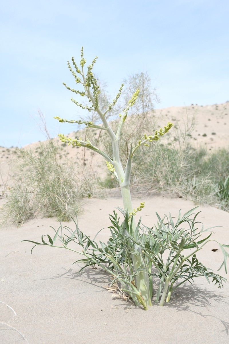 Ferula sabulosa photo 5