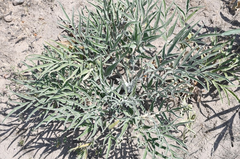 Ferula sabulosa photo 6