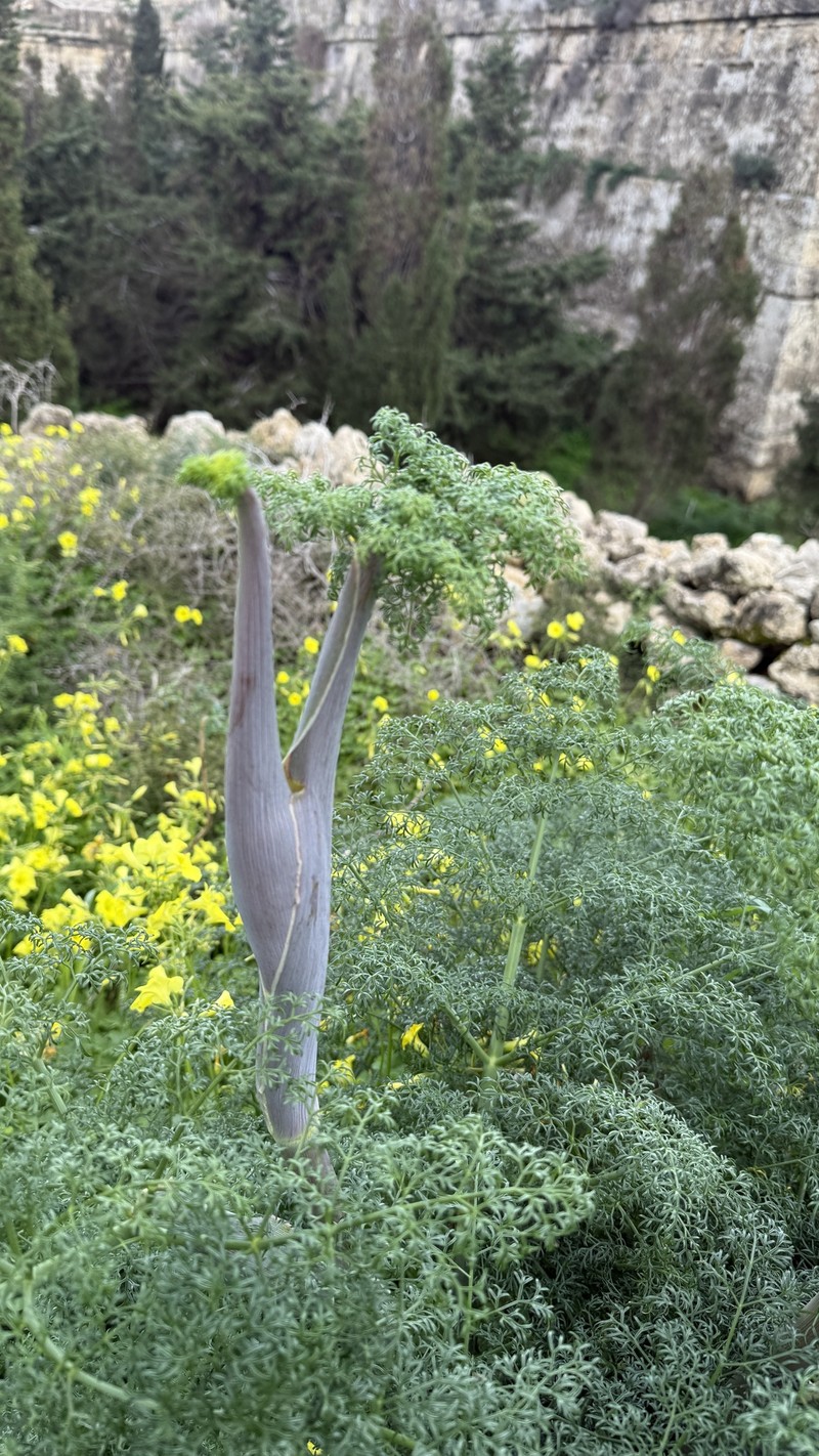 Ferula sommieriana photo 2
