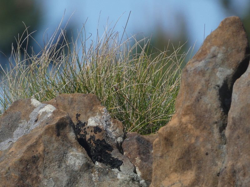Festuca actiophyta