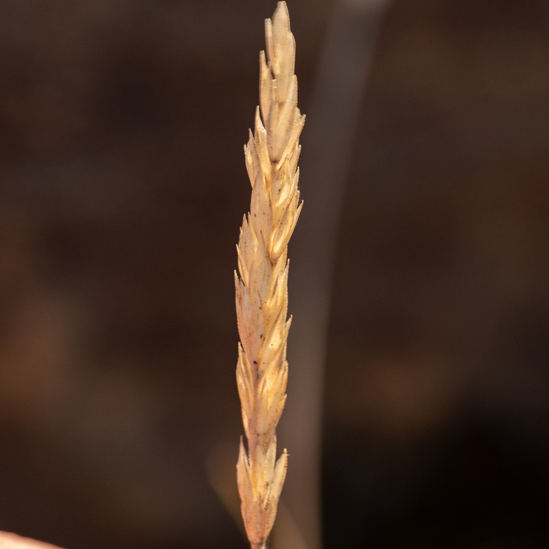 Festuca actiophyta photo 2