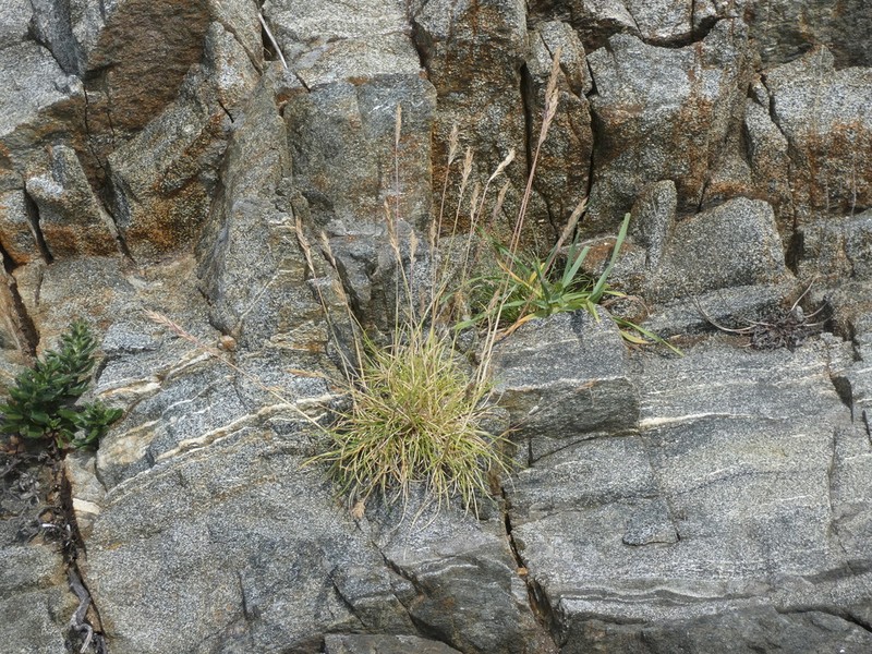 Festuca actiophyta photo 3