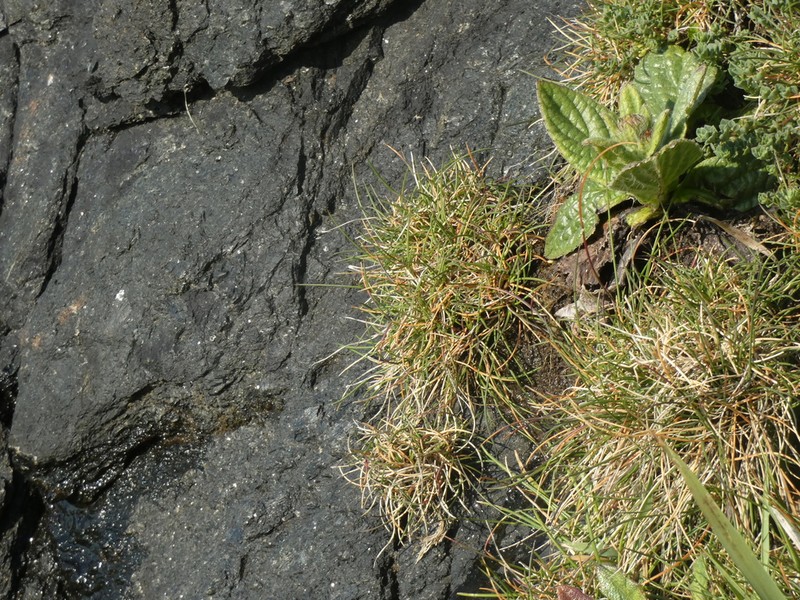 Festuca actiophyta photo 4