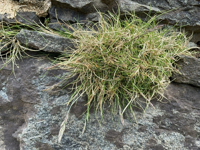 Festuca actiophyta photo 5