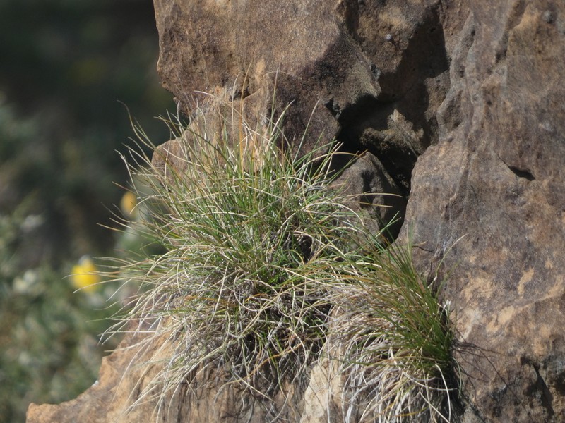 Festuca actiophyta photo 6