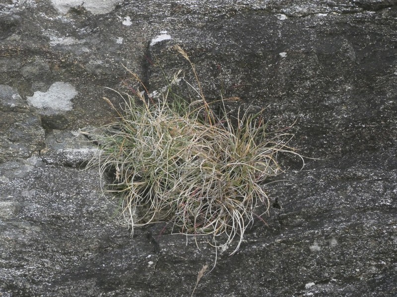 Festuca actiophyta photo 7