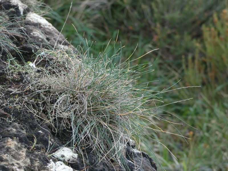 Festuca actiophyta photo 8