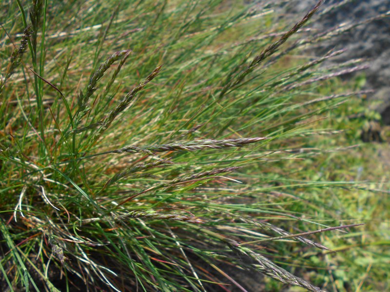 Tufted Fescue