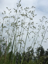 Altai Fescue