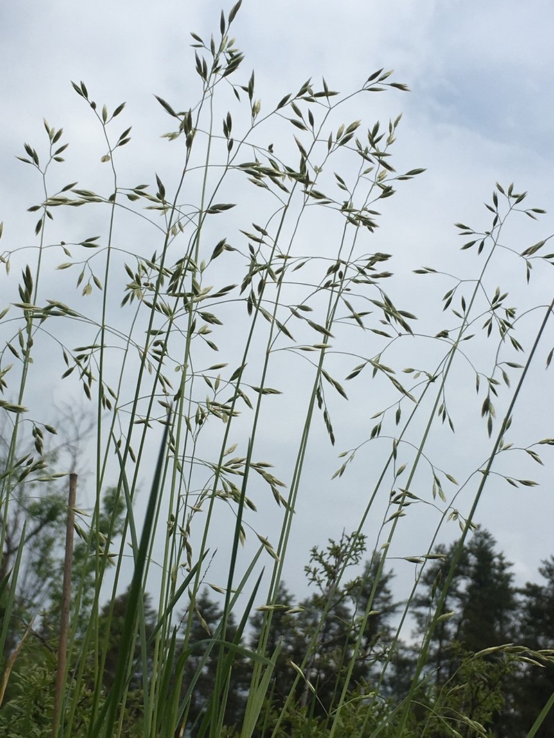 Altai Fescue