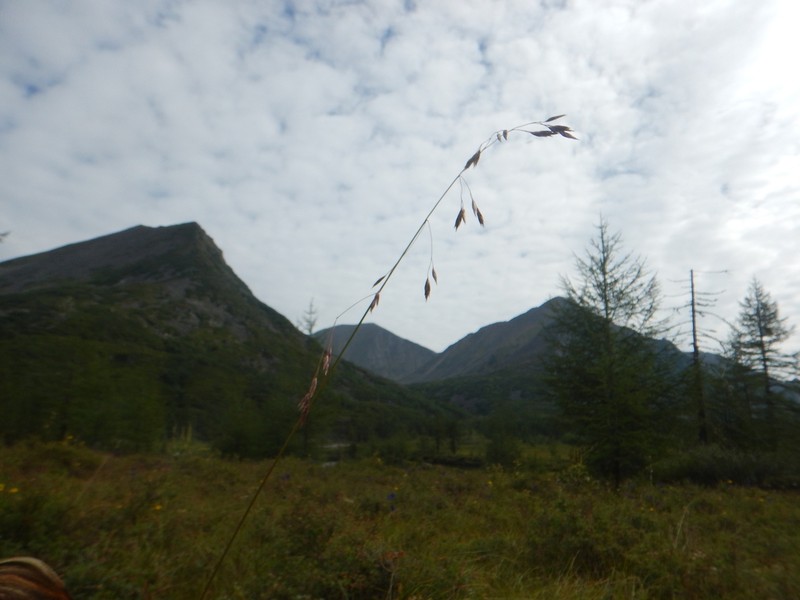 Altai Fescue photo 3