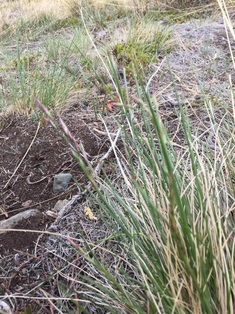 Altai Fescue photo 4