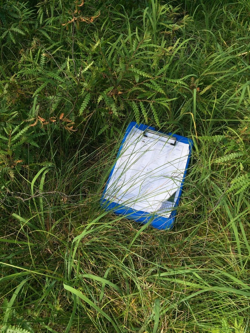 Altai Fescue photo 5