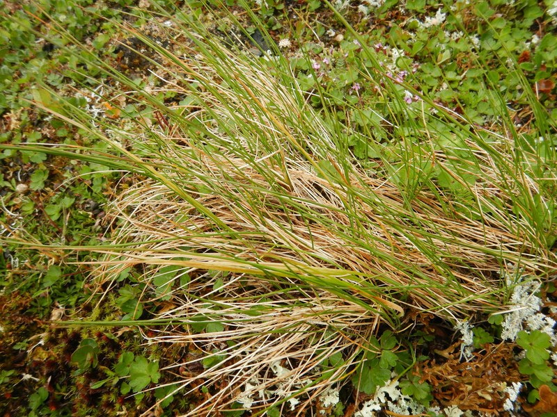 Altai Fescue photo 6