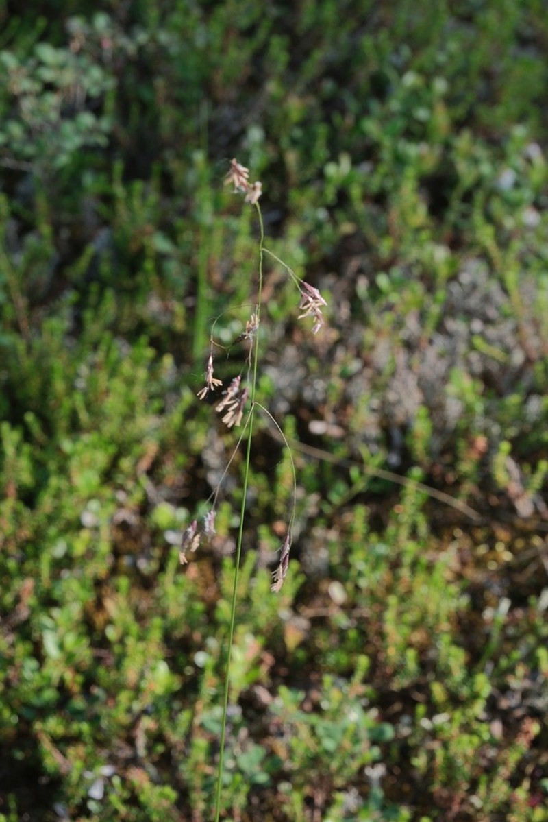 Altai Fescue photo 7