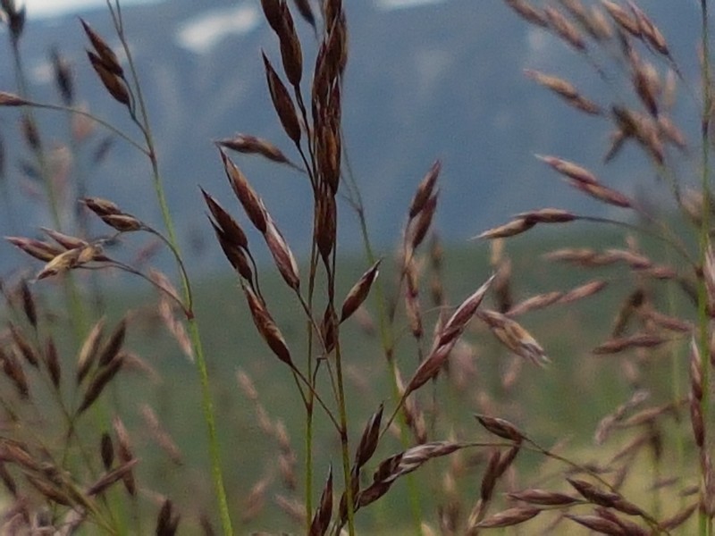 Altai Fescue photo 8