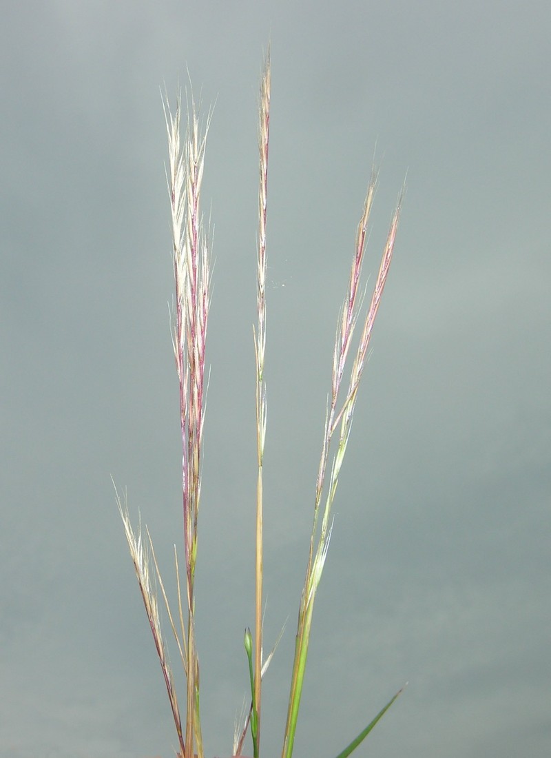 Fringed Fescue photo 8