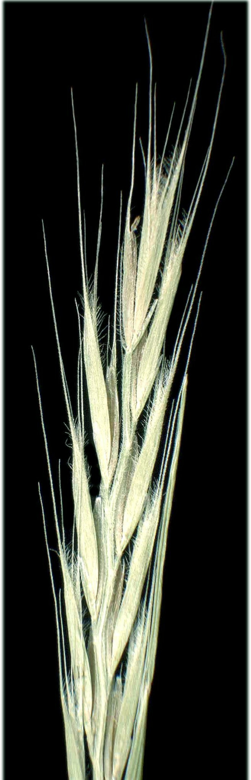 Fringed Fescue photo 9