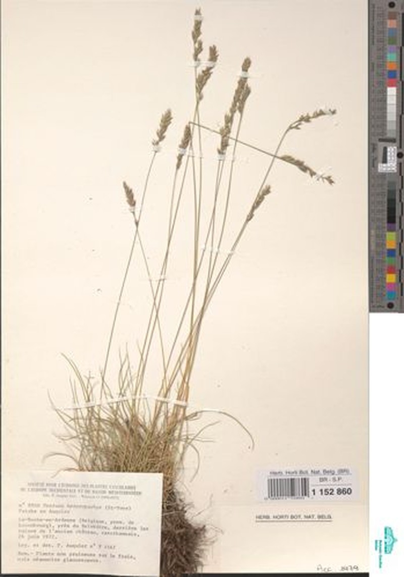 Festuca arduennensis