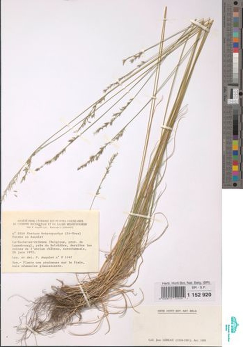 Festuca arduennensis photo 2