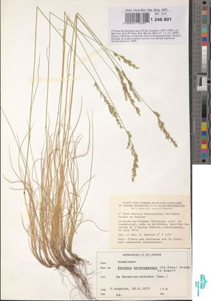 Festuca arduennensis photo 3