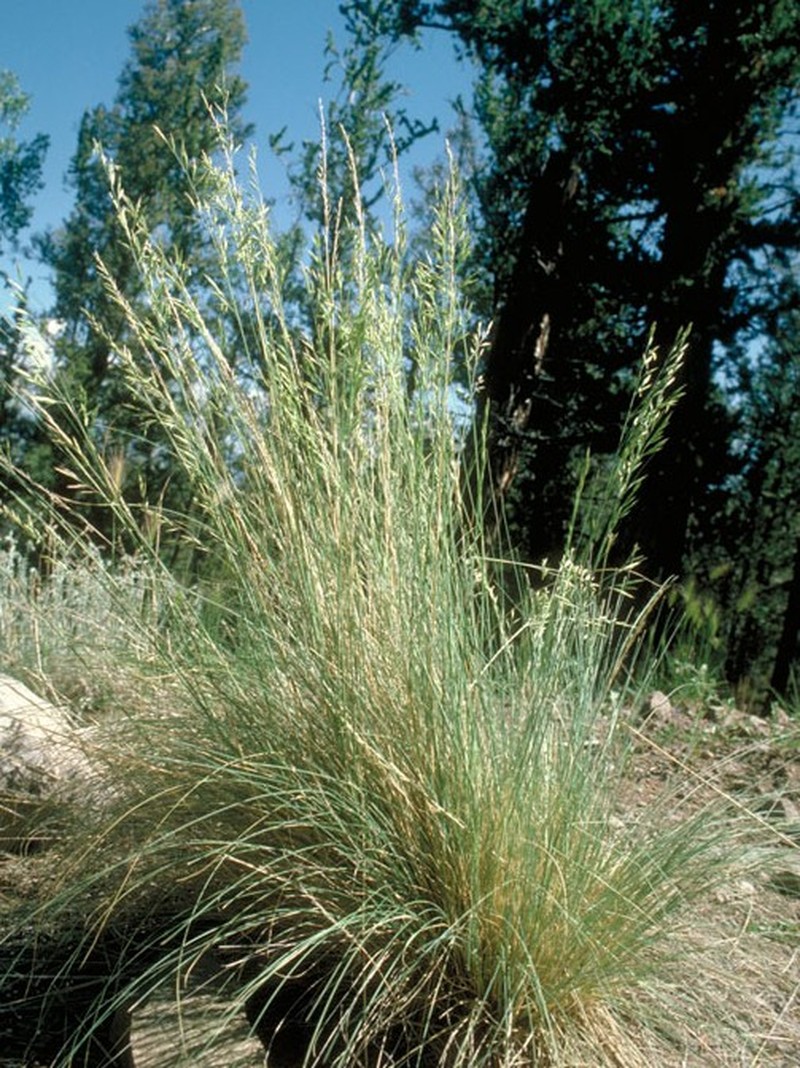 Arizona Fescue