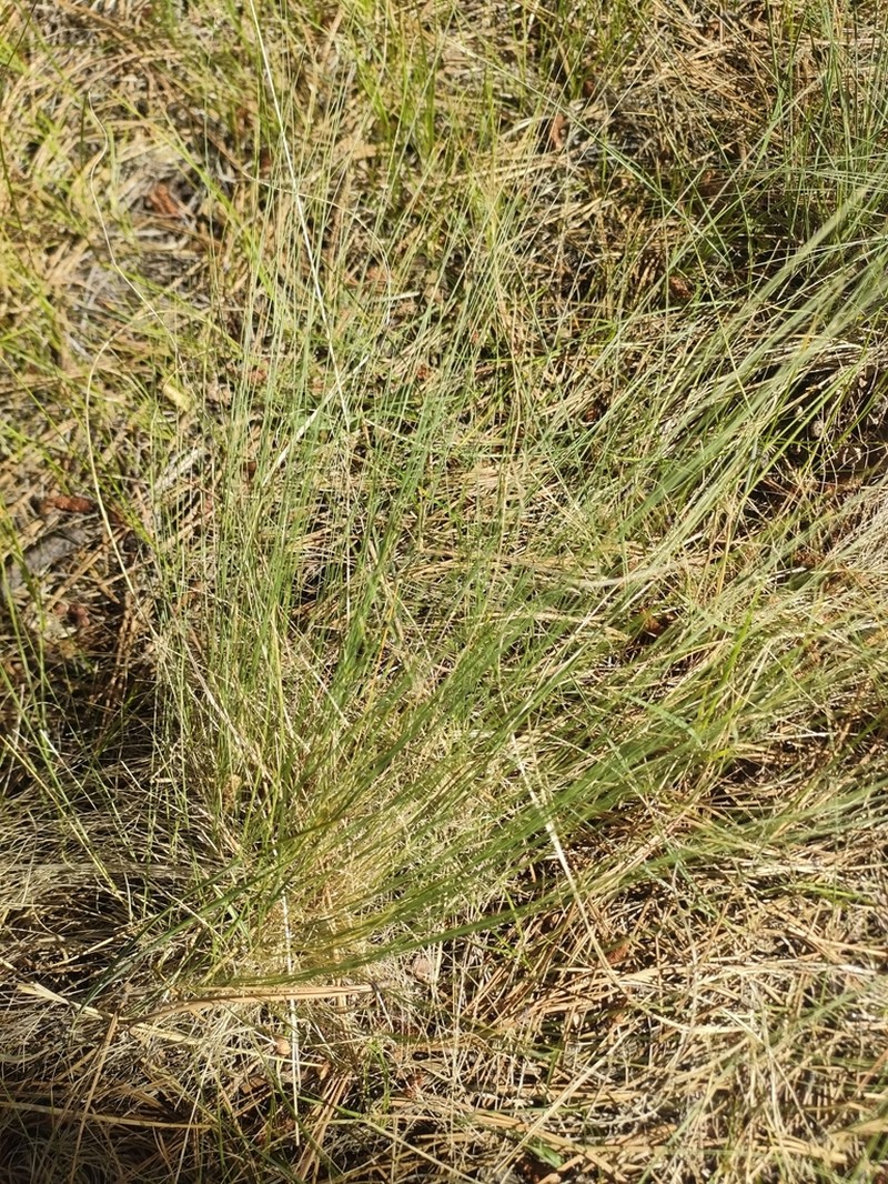Arizona Fescue