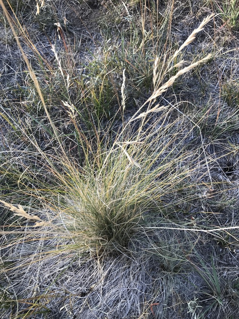 Arizona Fescue photo 2
