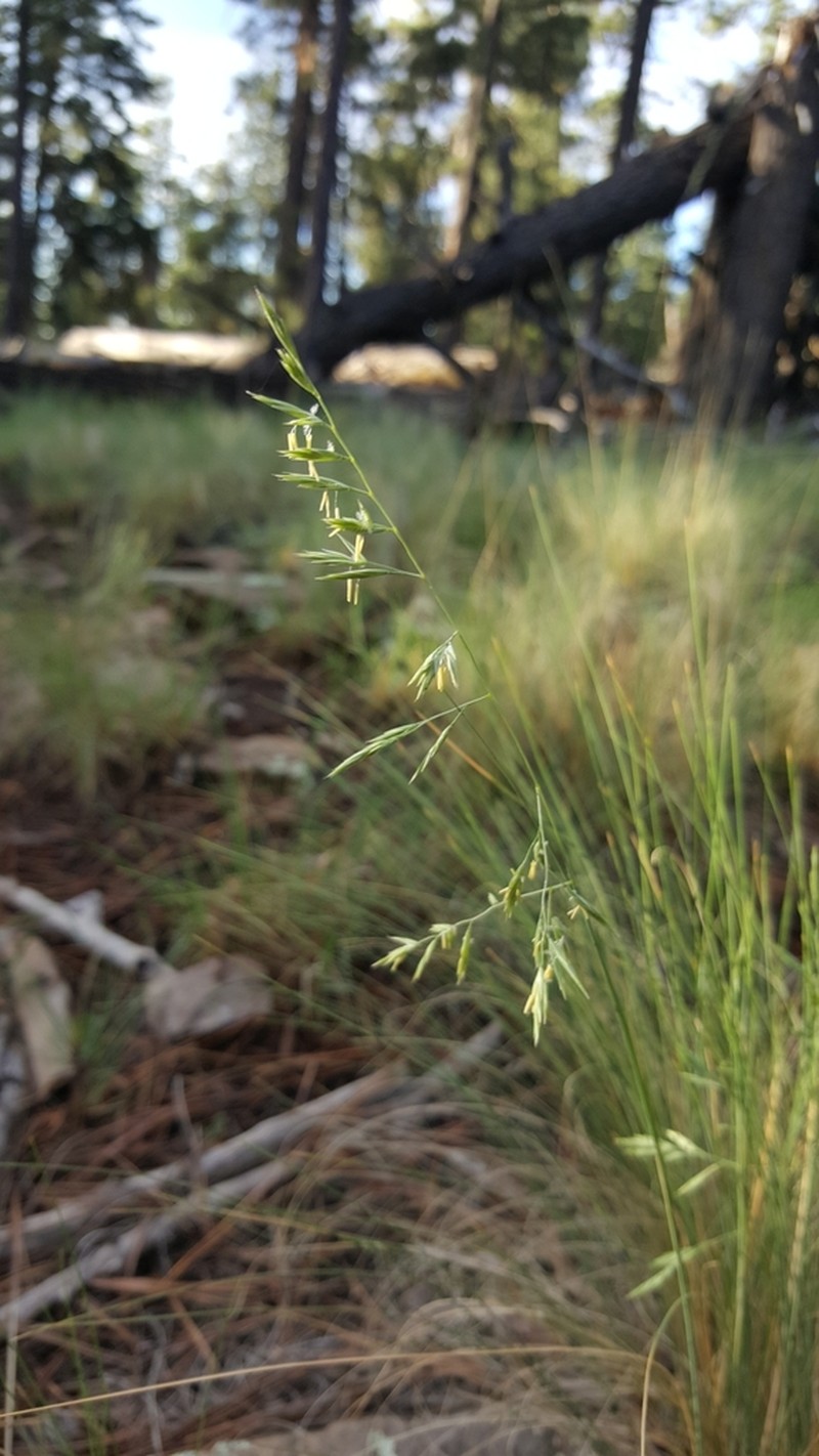 Arizona Fescue photo 3