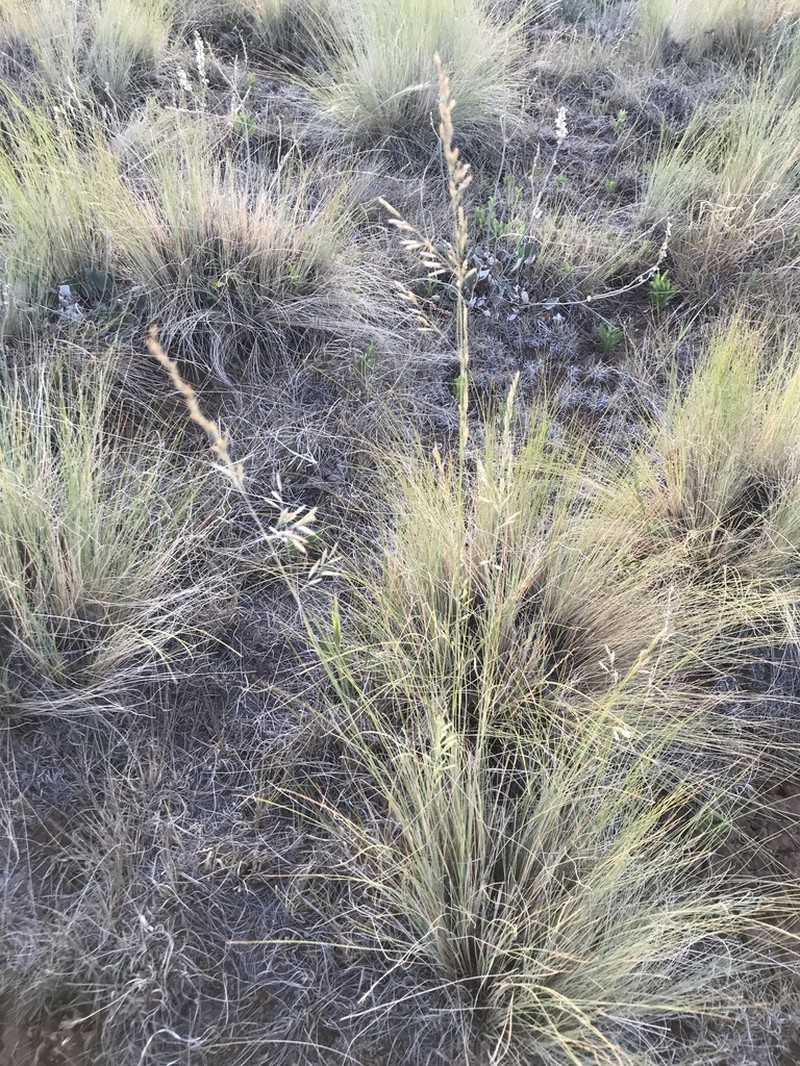 Arizona Fescue photo 5
