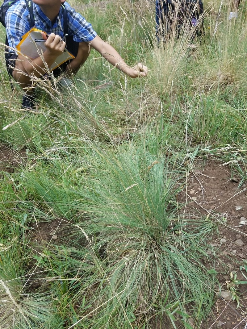 Arizona Fescue photo 6
