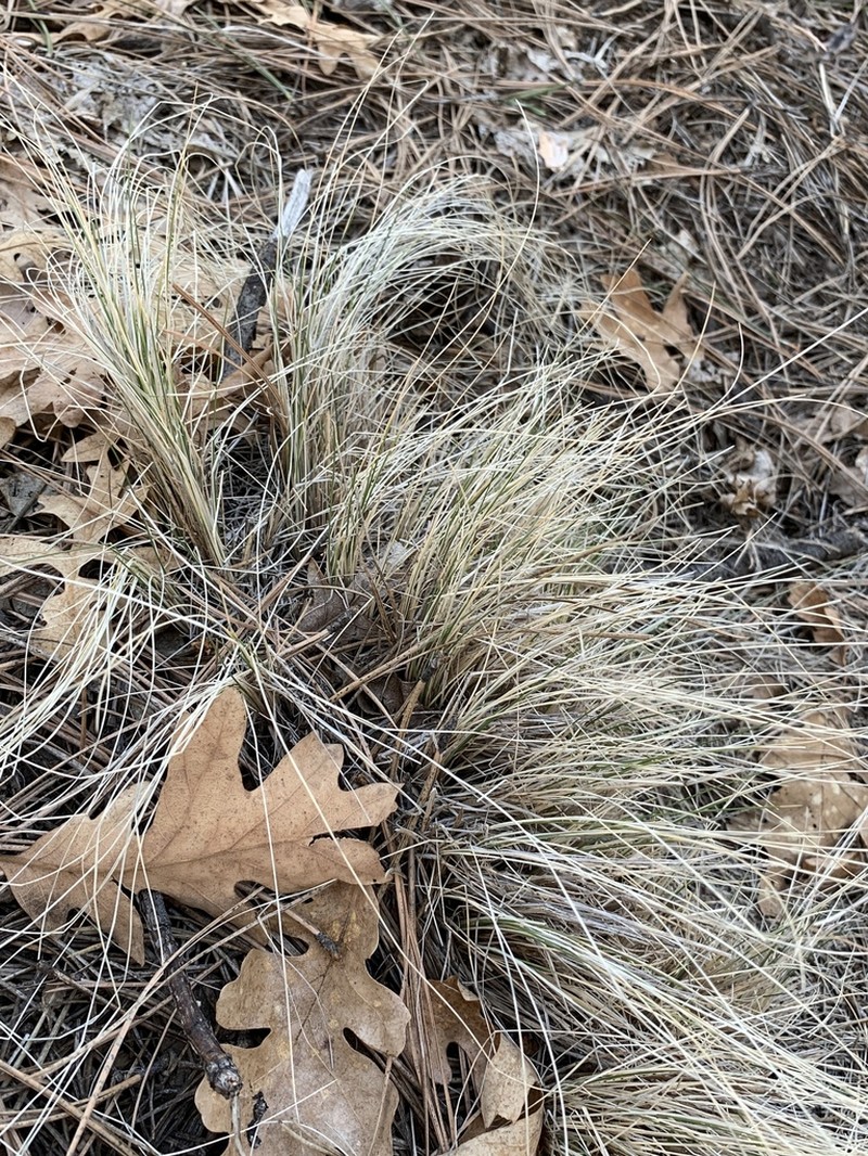Arizona Fescue photo 7