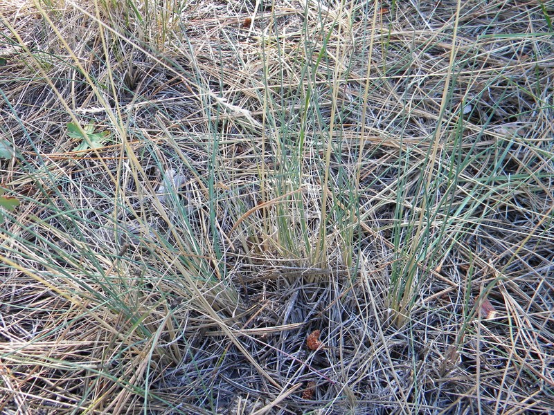 Arizona Fescue photo 8