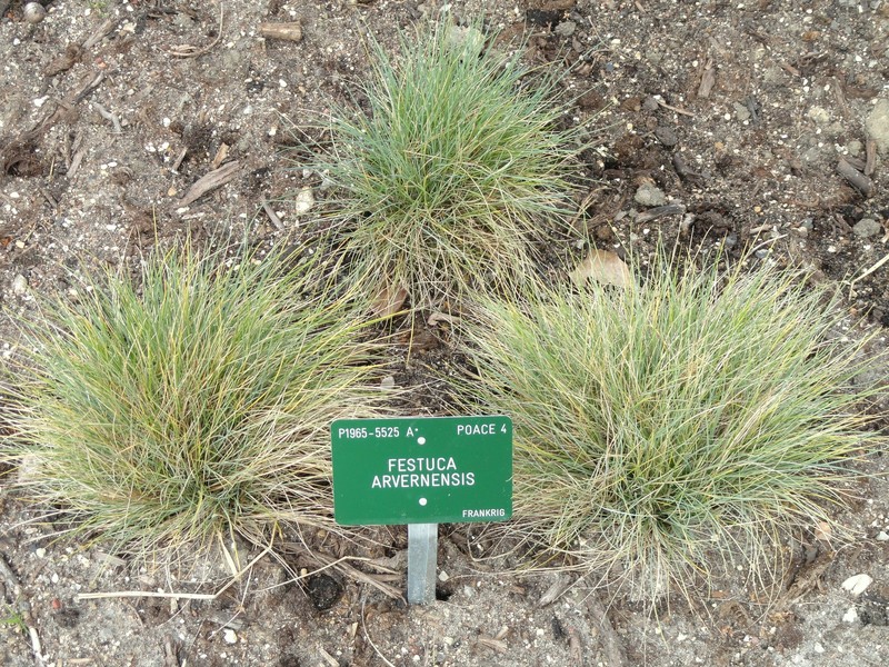 Field Fescue photo 4