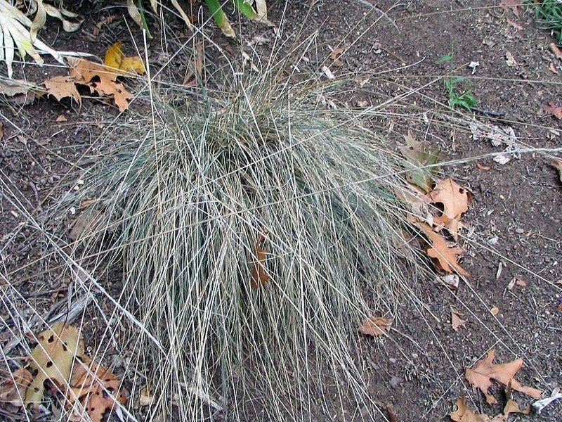 Field Fescue photo 5