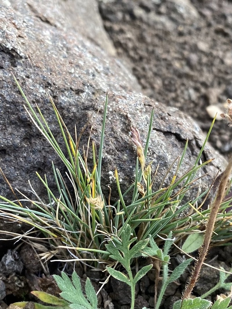 Eared Fescue