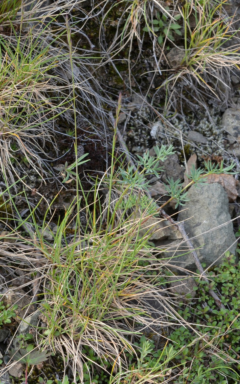 Eared Fescue photo 2